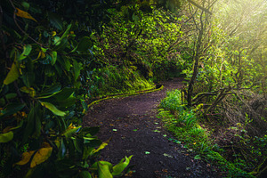 Wide levada hiking trail in Madeira, a Nature Photo by Alpine Dreams