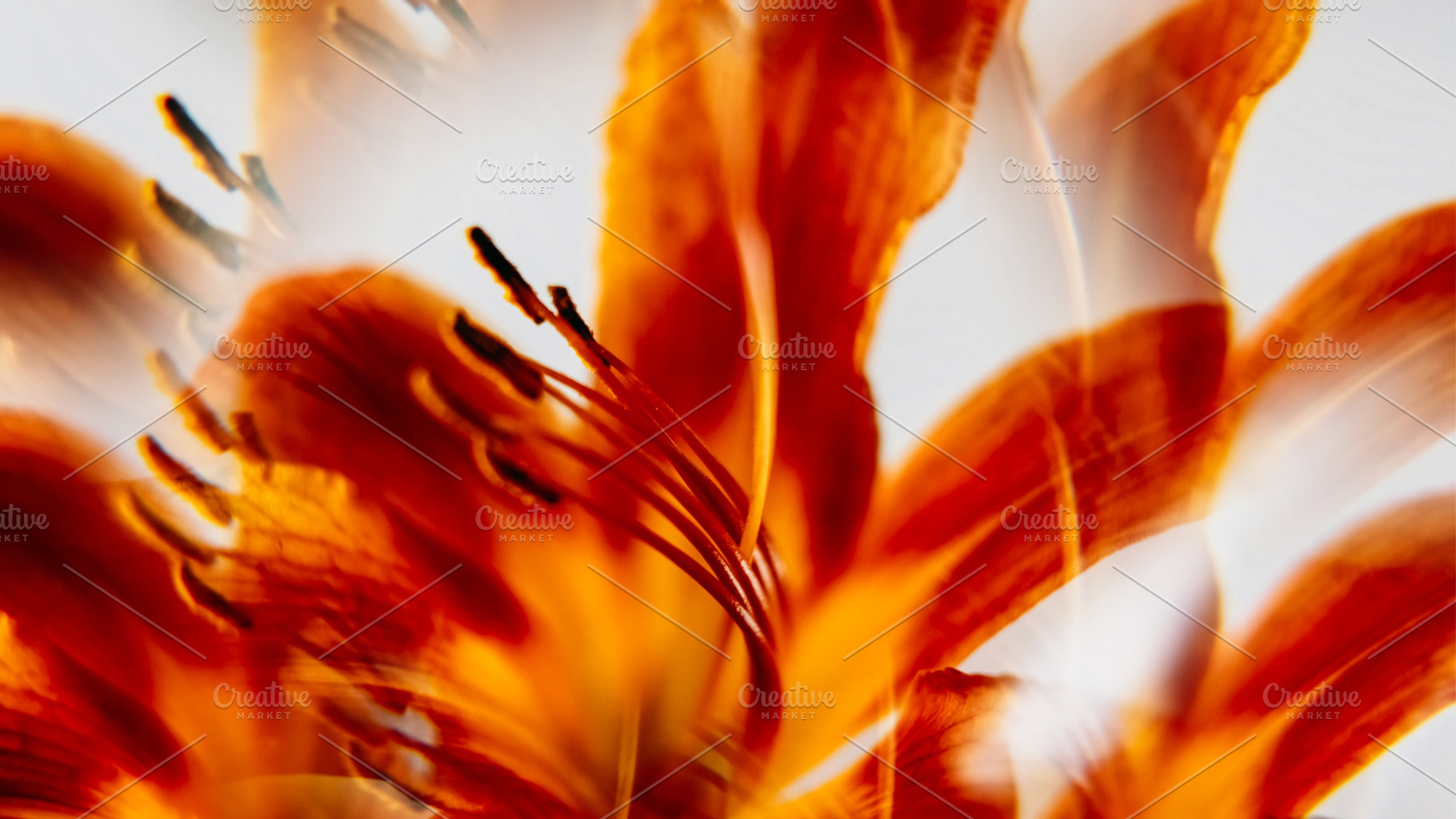 Lily botany floral art flower nature plant bud, a Background Photo by Photo Drive Studio