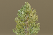 The European Pine Tree, a Plants & Tree 3D Model by FuturePastCreatives (Thumbnail 3 of 6)