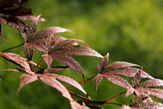 Summer Garden Collection, a Photo by Paper City Design (Thumbnail 19 of 21)