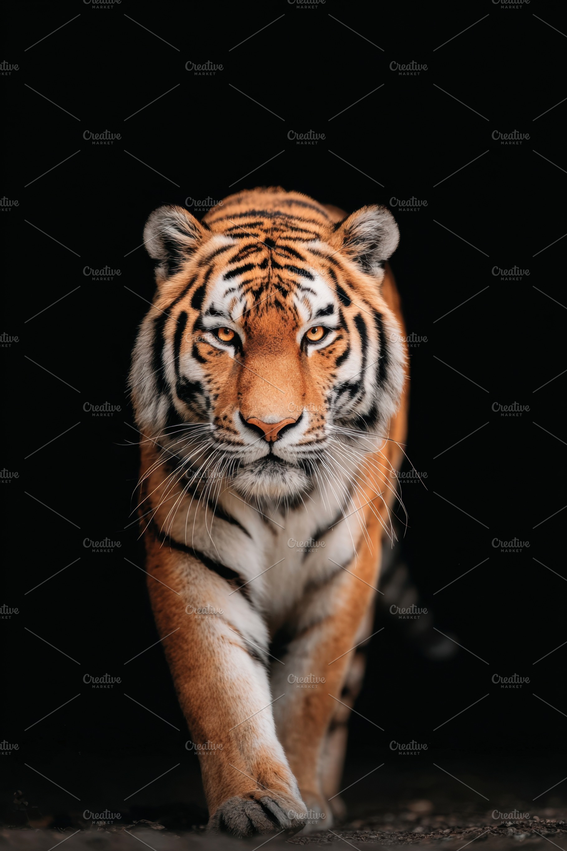 Majestic tiger walking in the wild, an Animal Photo by AlyaAnd