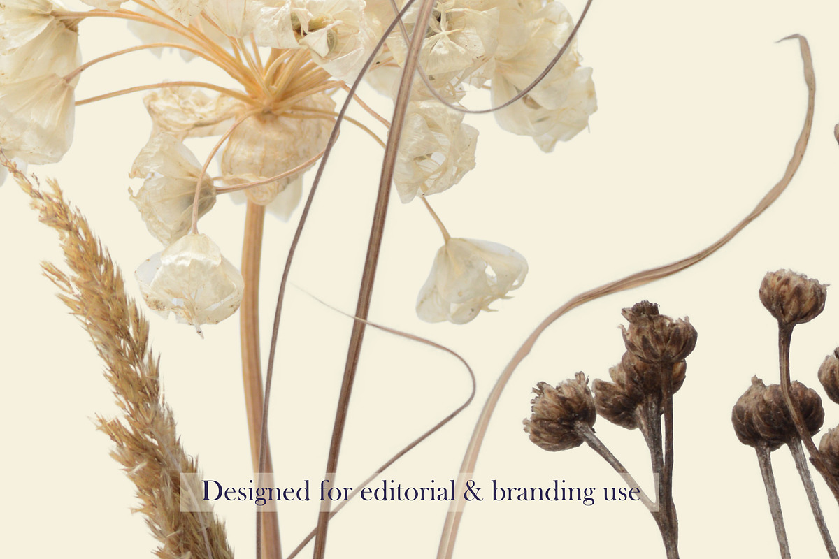 Airy Meadow — Dried Seed Heads PNG, an Object Graphic by Aga Silva (Photo 9 of 10)