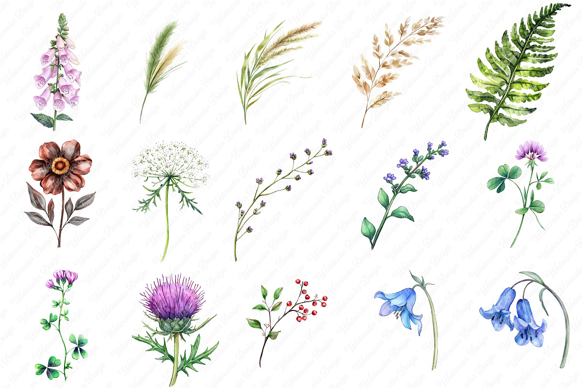 Wild Floral Clipart, Wild Floral png, an Illustration by Watercolor design (Photo 2 of 12)