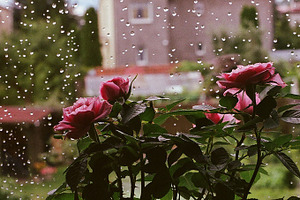 Stock photo: Rain and roses