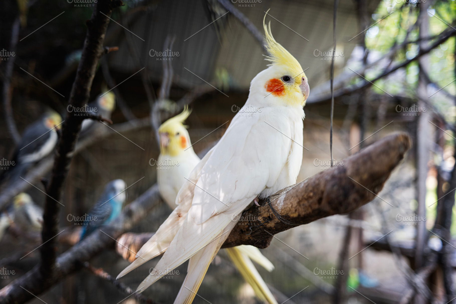 Colorful cockatiel birds perched on branches in a natural aviary setting, a Photo by AS photostudio