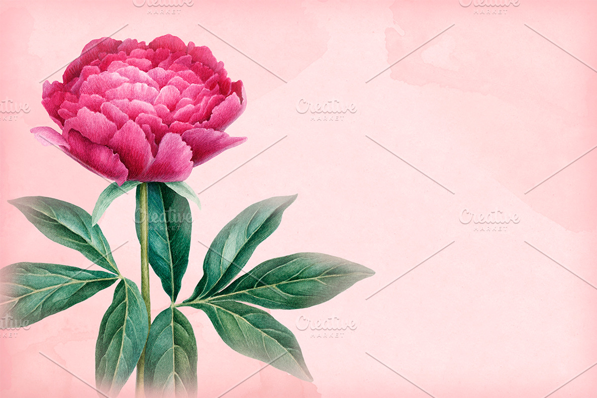 Watercolour illustrations of peonies, a Pattern Graphic by Sundra (Photo 7 of 9)