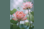 Serene Lotus Rain, a Seasonal Illustration by StockVerse Creative (Thumbnail 4 of 4)