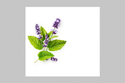 Lavender Herb Photo Pack, a Nature Photo by ifiStudio (Thumbnail 5 of 14)