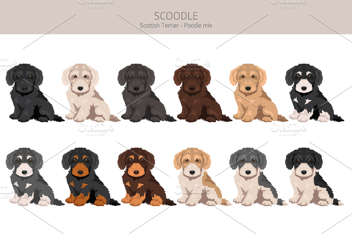 Scoodle, Scottiepoo dog mix, an Animal Illustration by pet design shop (Photo 4 of 6)