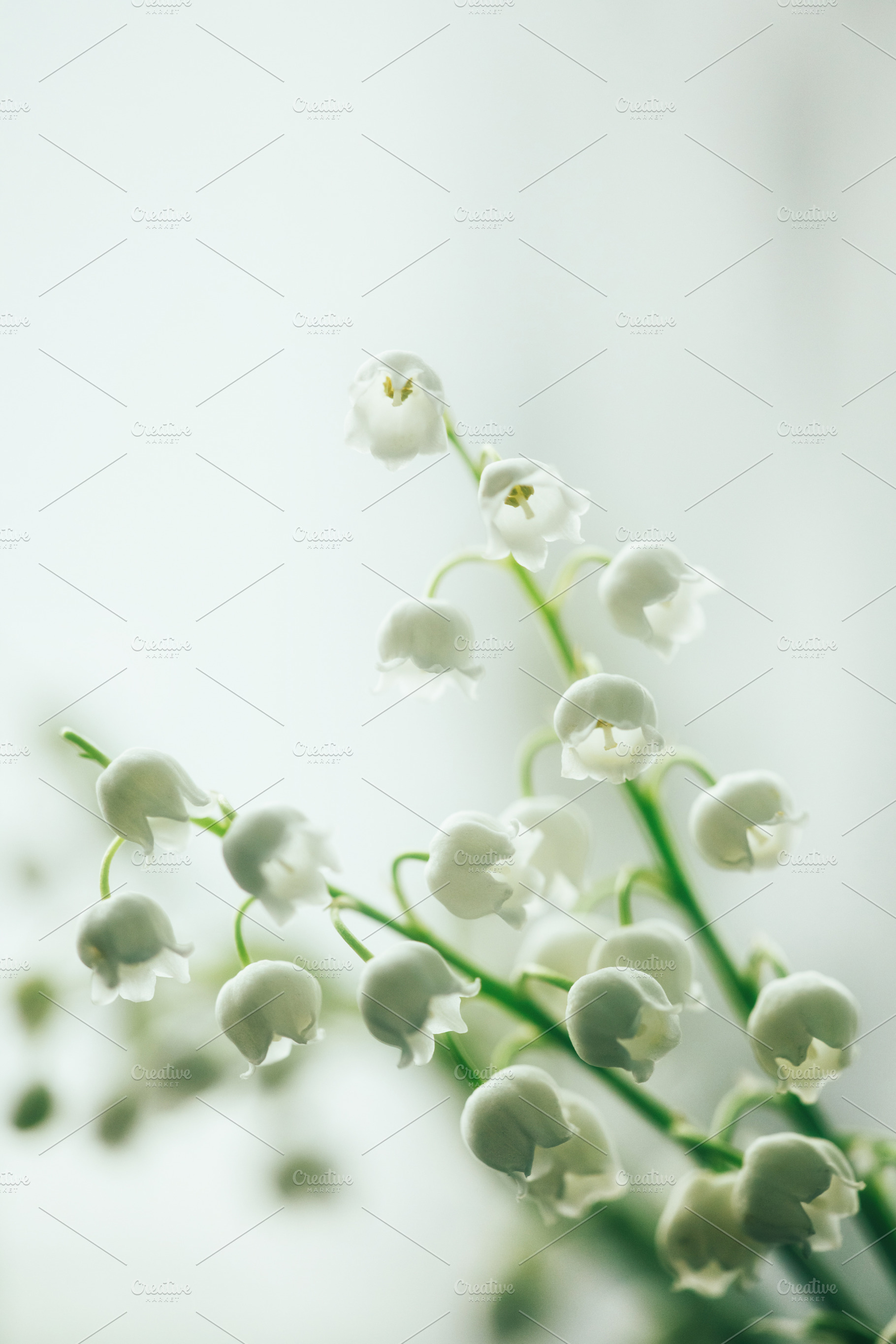 Macro shot of white lily of the valley flowers. Close-up of delicate white May, a Nature Photo by Rohan Photography