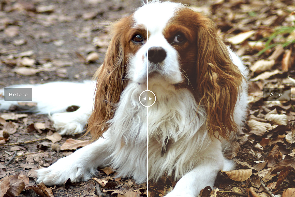 Pet Photoshop Actions Collection, an Action Add-On by Creativetacos (Photo 4 of 7)