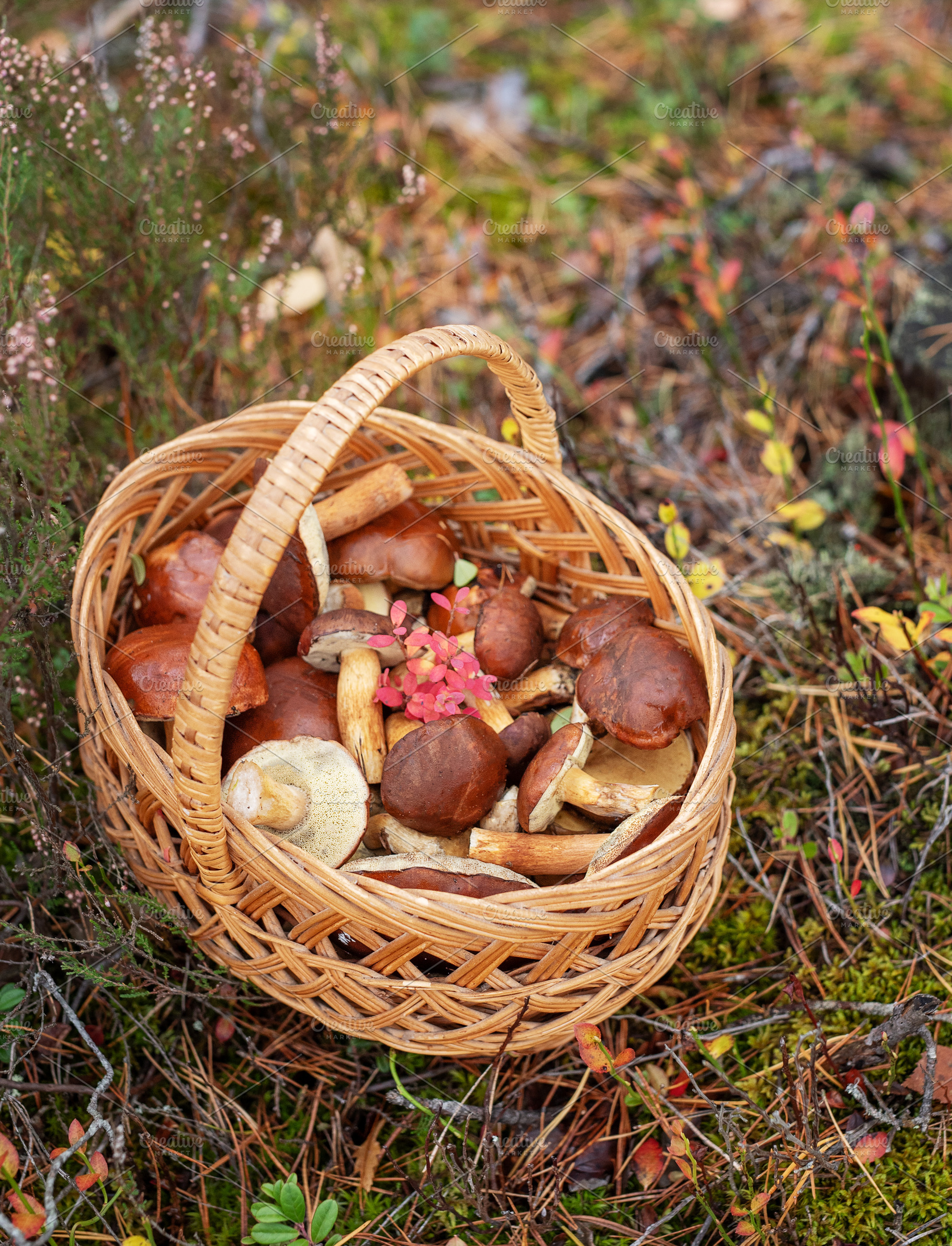 Wicker basket filled with wild edible mushrooms in forest, a Food & Drink Photo by Olena Rudo