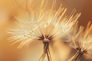 Art Nouveau Dandelion in Beige Brown, a Nature Photo by Virgo Studio