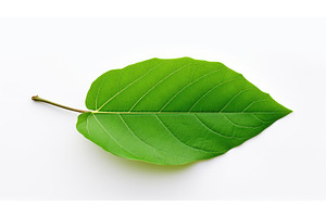 organic leaves product background ai, a Nature Photo by pikepicture