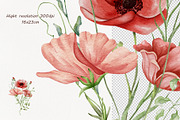 Watercolor Wildflowers Botanical Set, a Decorative Illustration by BarvArt (Thumbnail 20 of 22)