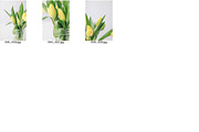 Minimalist Tulips Styled Stock, a Nature Photo by Susie Design Co (Thumbnail 3 of 3)