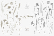 Knapweed and wildflowers collection, an Illustration by ReachDreams (Thumbnail 4 of 12)