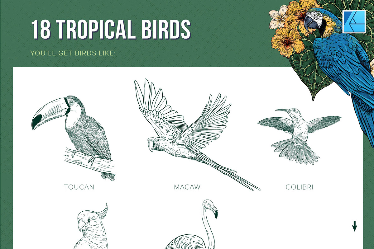111 Tropical Stamps for Affinity, a Brush Add-On by Riveros Illustration (Photo 4 of 13)