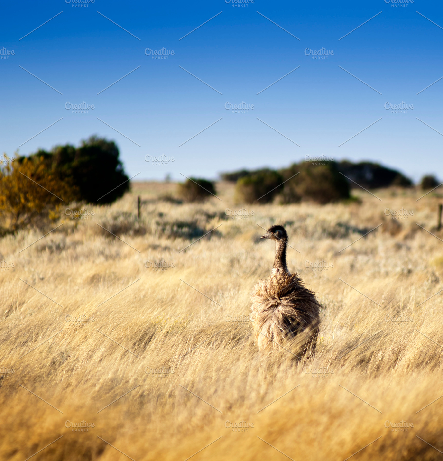 Wild Emu, an Animal Photo by THP Creative