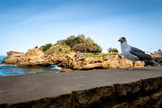Rock of Basta and seagull in biarritz, a Nature Photo by GoodGoods (Thumbnail 3 of 3)