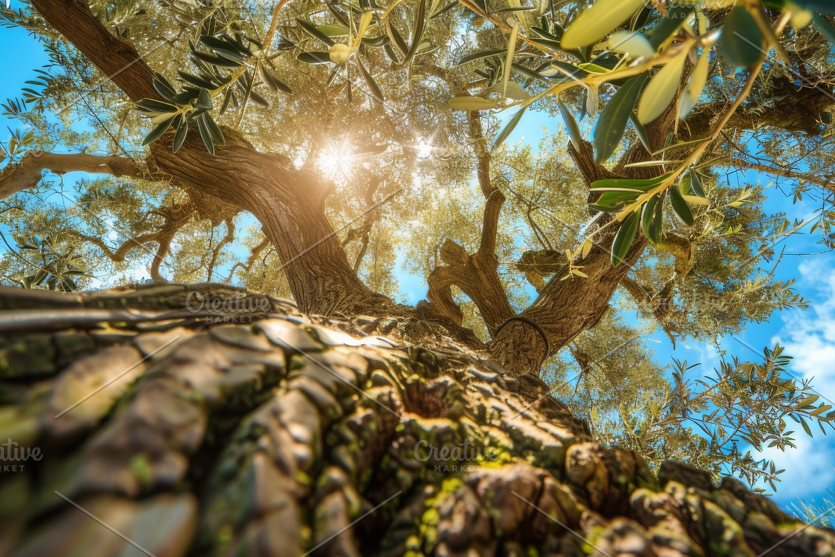98 Trees view from below, a Nature Photo by Handmadefont (Photo 54 of 98)