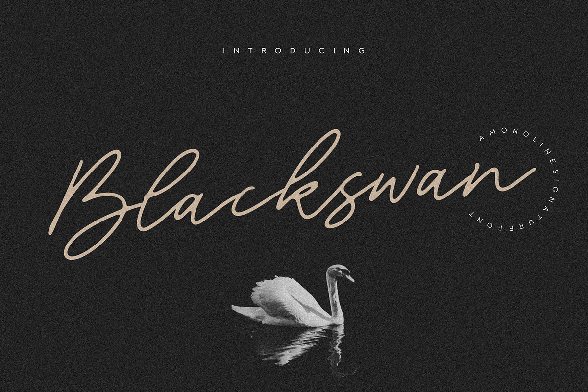 Blackswan - Monoline Signature Font, a Script Font by Letterative Studio (Photo 1 of 7)