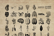 50 Procreate Anatomy Stamps, a Brush Add-On by Endete & Mazak brushes (Thumbnail 2 of 7)