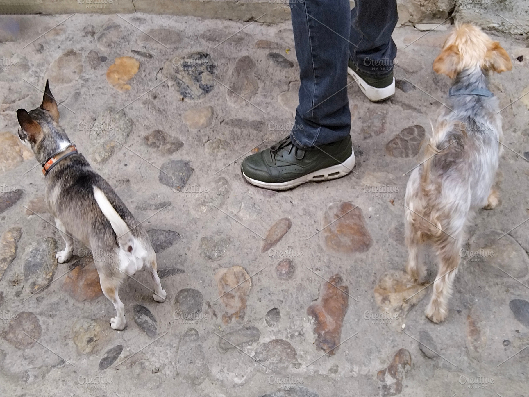 Two small dogs walking on cobblestone street with owner, an Animal Photo by DanFLCreativo