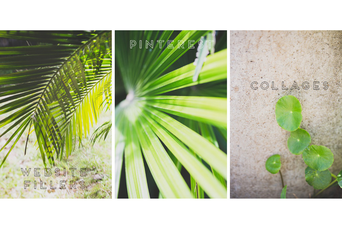 GREEN TROPICAL PLANTS, a Nature Photo by Beach Babe Stock (Photo 3 of 6)