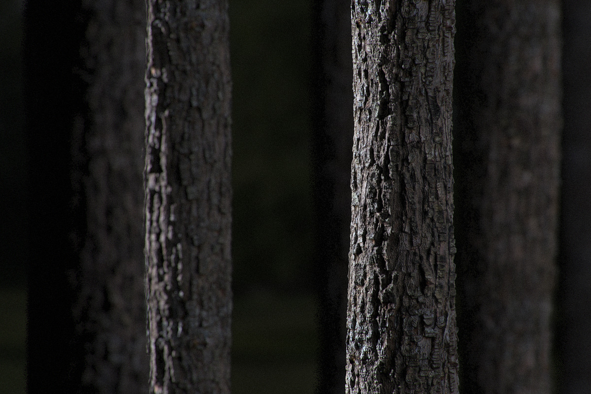 Tree bark texture set, an Environmental 3D Model by happy brush (Photo 1 of 3)