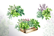 Kitchen Herbs. Watercolor collection, a Healthcare Illustration by Daria Ustiugova (Thumbnail 8 of 9)