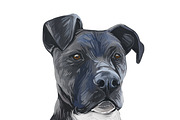 55 Dog Breeds Popular in USA, an Animal Illustration by Dneprstock (Thumbnail 4 of 14)