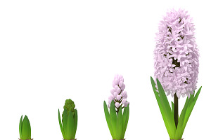 Hyacinthus Orientalis