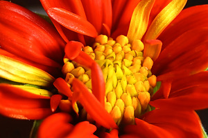 Close-up of red dahlia flower, a Photo by ptystockphoto