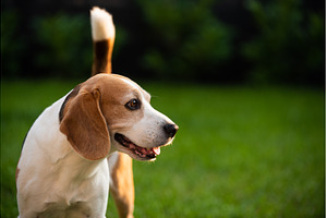 Beagle dog portrait in nature, an Animal Photo by MadPhotos