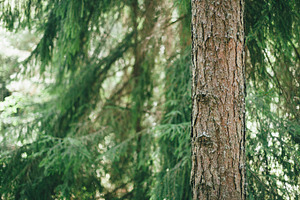 Tree featuring tree, dof, and depth