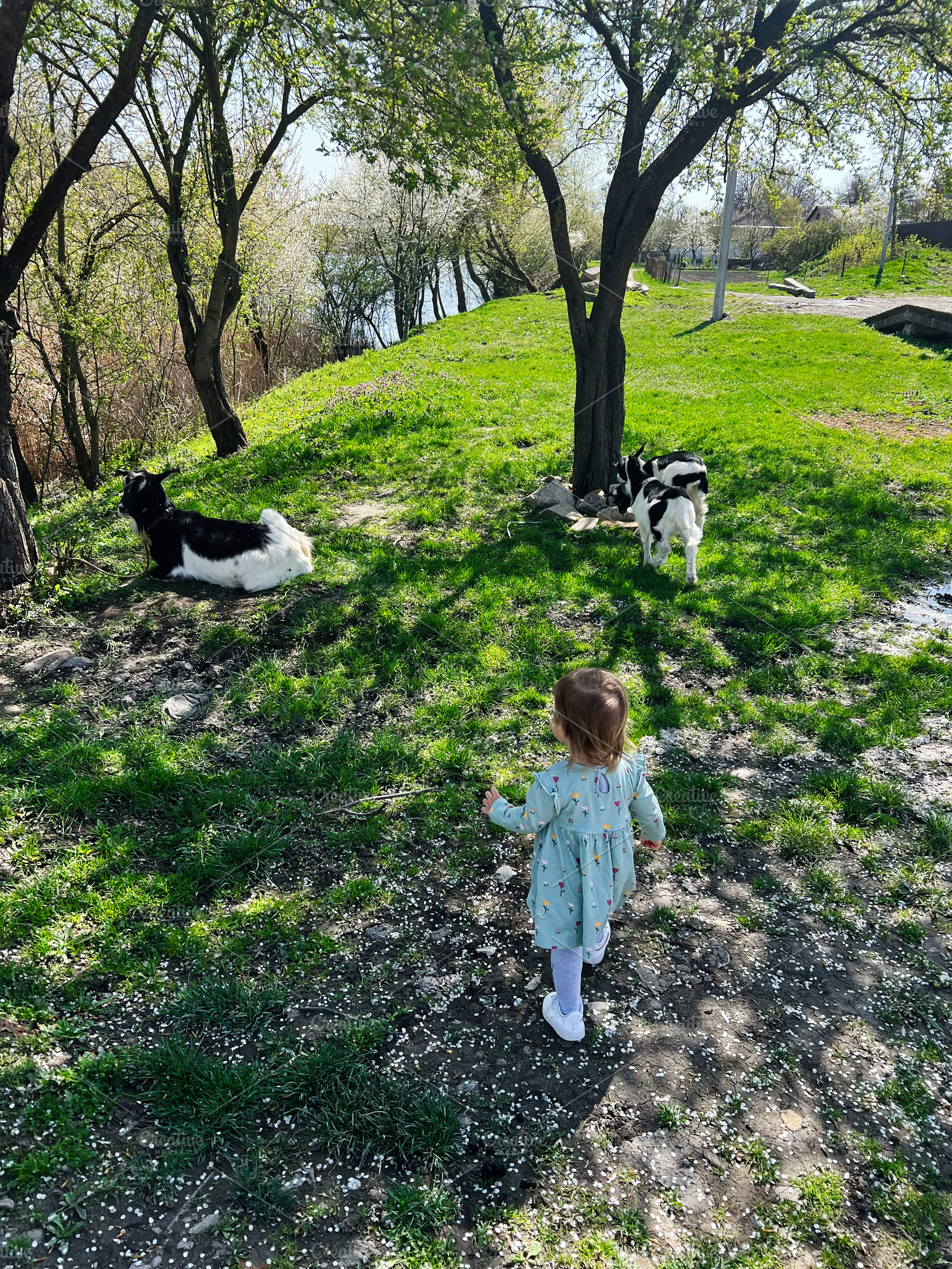 Young child walking towards goats under green trees on a sunny day in spring, a Photo by AS photostudio