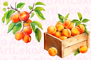 Apricots Watercolor Clipart, a Food Illustration by LekoArt (Thumbnail 5 of 10)