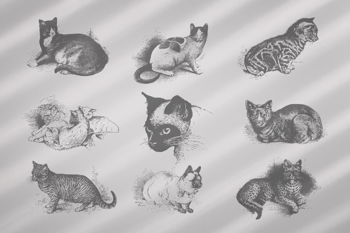 Vintage Bundle 2500+ Free Update, an Animal Illustration by Retro Machine (Photo 80 of 170)