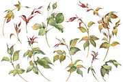 Romantic Watercolor Rose Clipart, a Decorative Illustration by Jeanna Draw (Thumbnail 8 of 17)