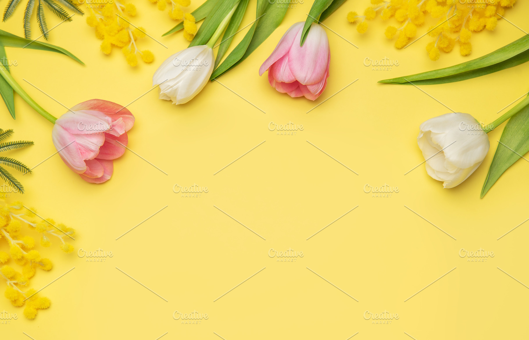 Pink and white tulips and mimosa flowers creating a border on ye, a Photo by Olena Rudo