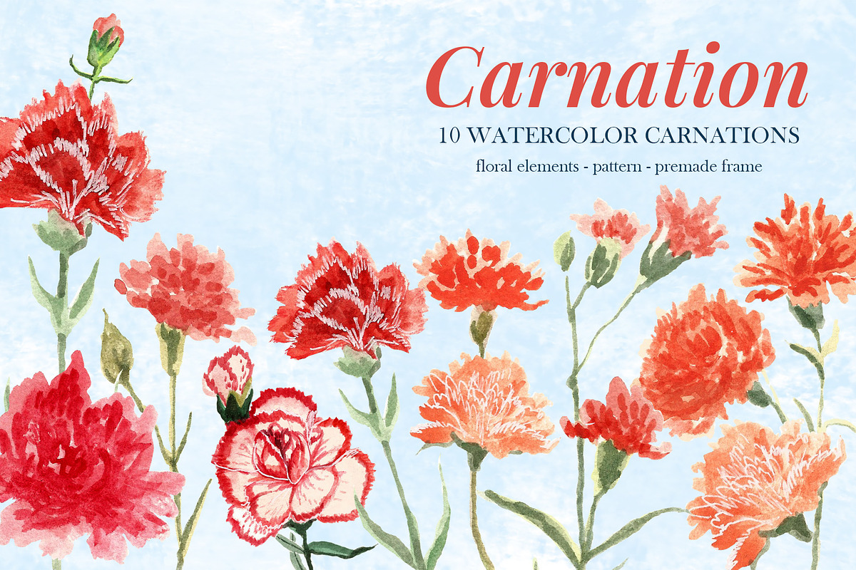 Watercolor Carnation, an Illustration by clairedelune (Photo 1 of 2)