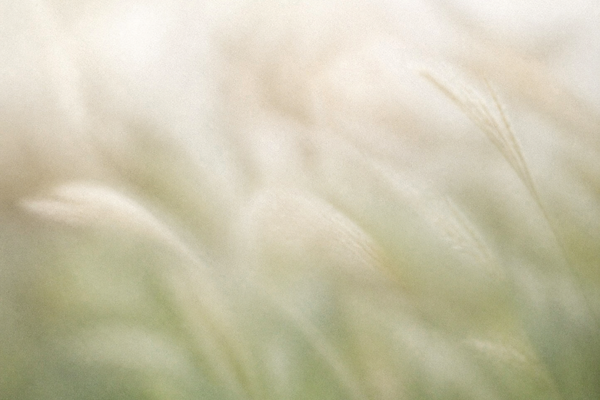 Dreamy Blurry Flower Backgrounds, a Background Graphic by Refancy (Photo 8 of 12)