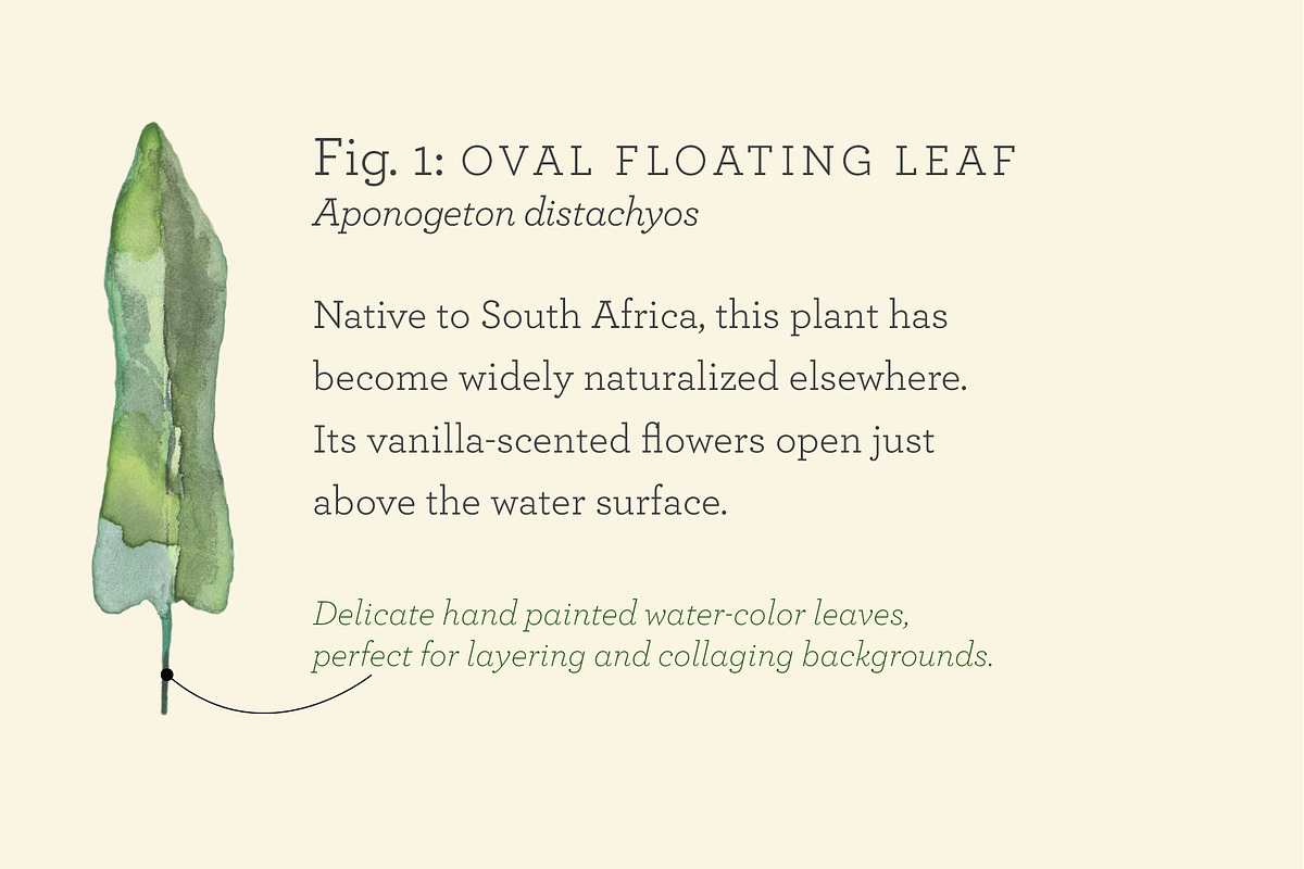 Botanical Watercolor Leaves, a Texture Graphic by Carolyn Packard Design (Photo 3 of 8)