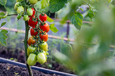 red ripe cherry tomatoes grown