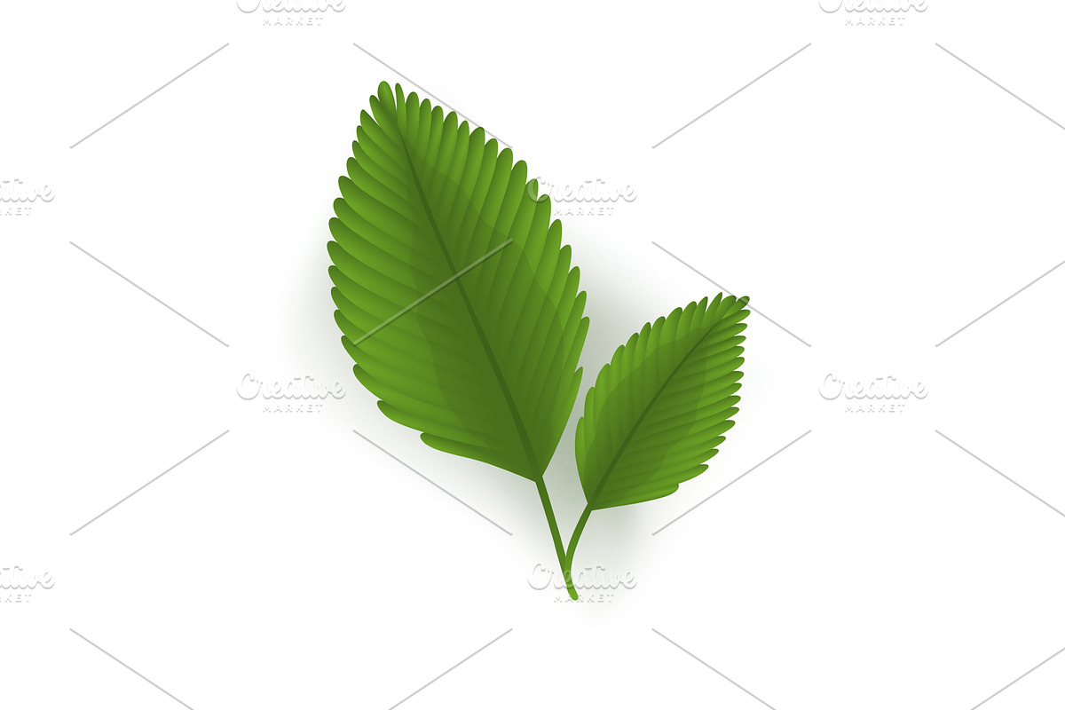 A vibrant pair of green leaves, an Illustration by Things for designers