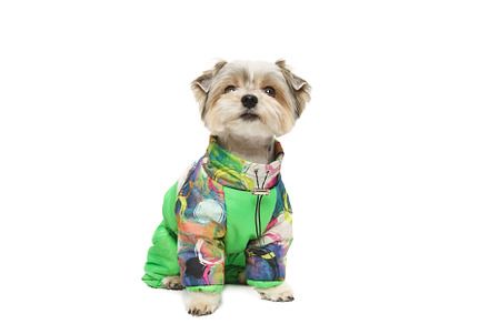 Puppy Maltese lapdog isolated on whi, an Animal Photo by AlexBush