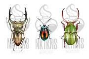 Watercolor Clipart Beetle Insect art, a Decorative Illustration by NKTKNS (Thumbnail 4 of 7)