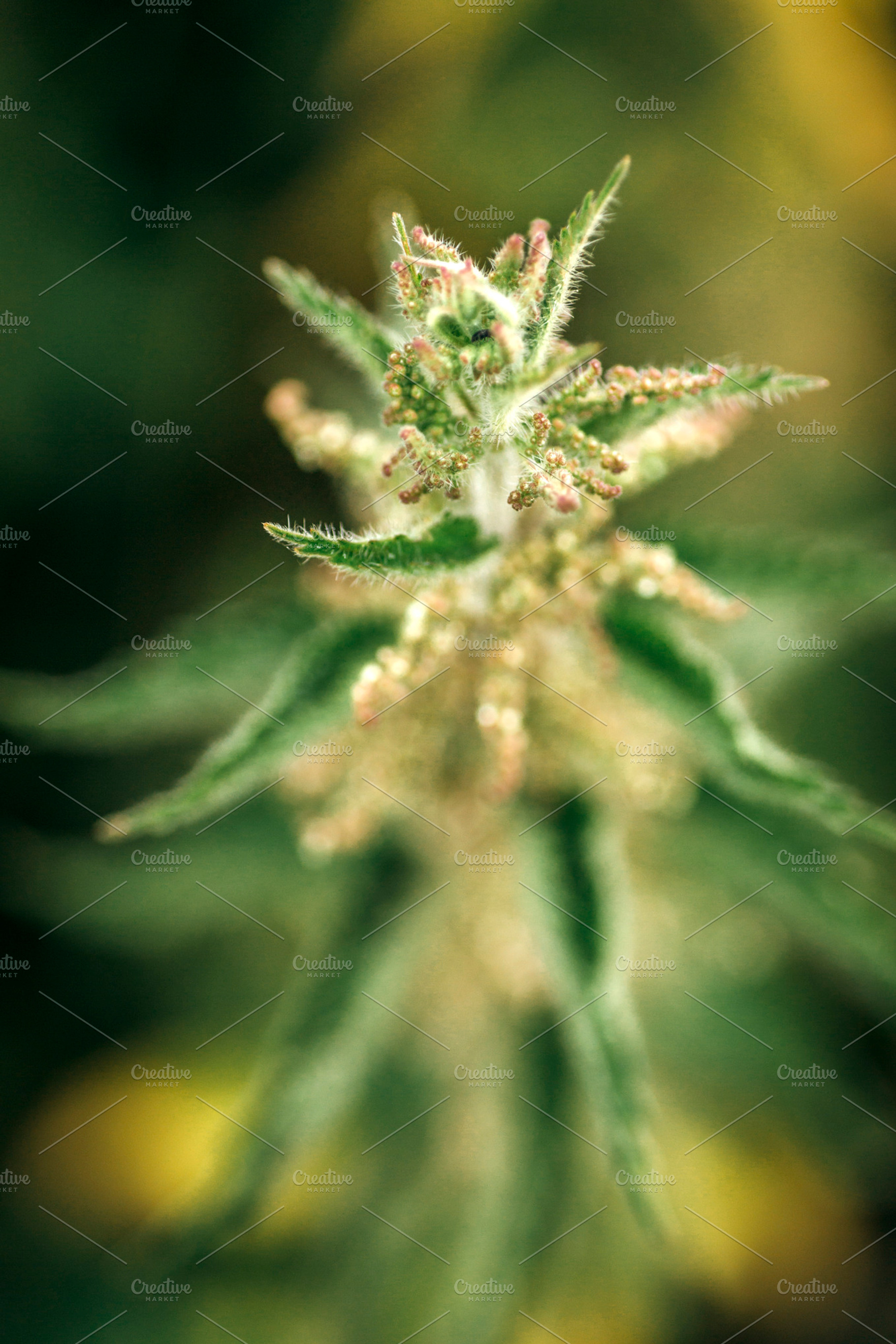 Wild nettles featuring background, beautiful, and beauty, a Nature Photo by MarcoGovel