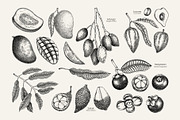Superfoods: Fruit & Nuts Vector Set, a Food Illustration by Yevheniia (Thumbnail 3 of 11)